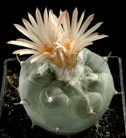 Turbinicarpus_jauernigii